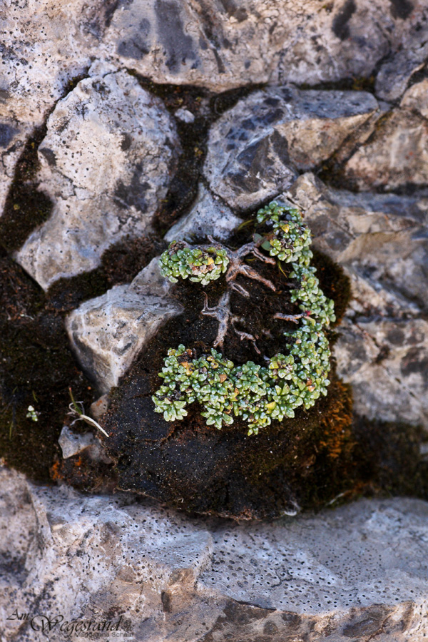 08_saxifraga_caesia_schaaf_123.jpg