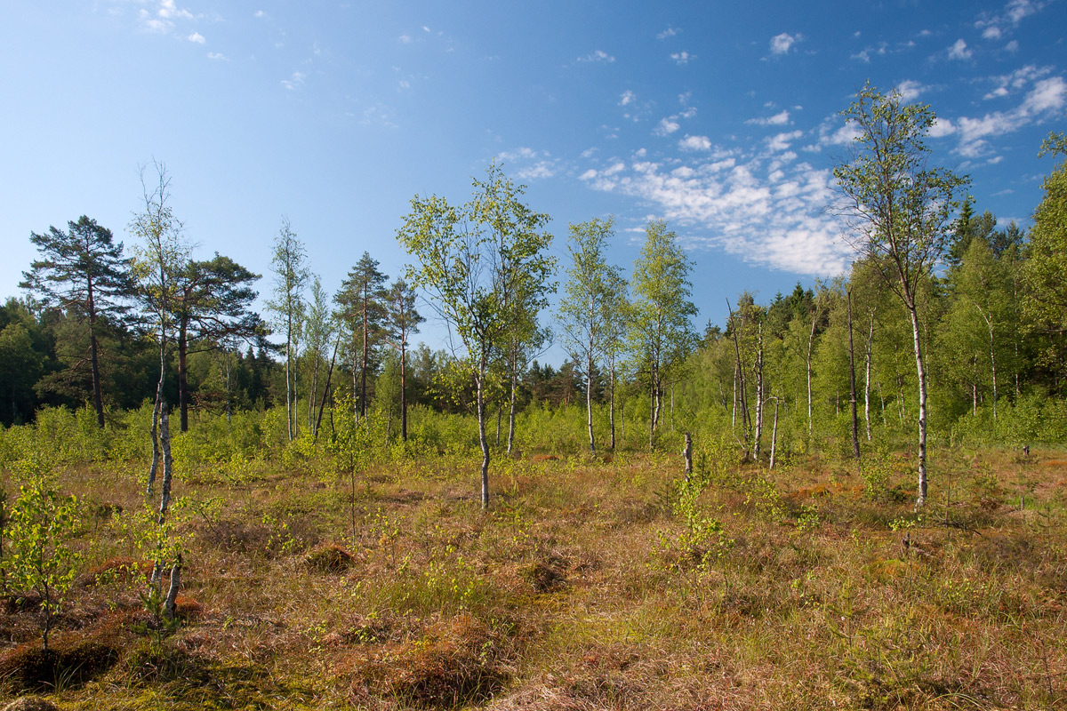 20120616_heidenreichsteiner_moor_19_1200px_small_115.jpg