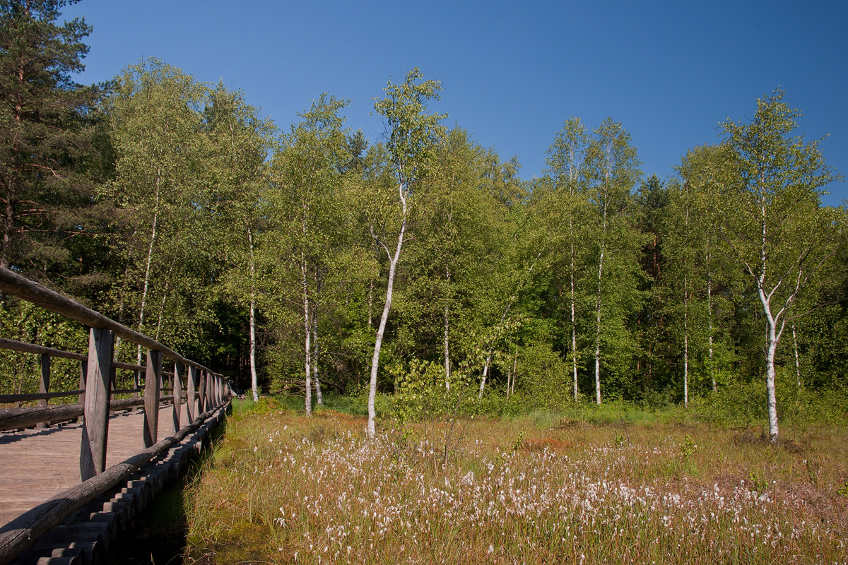 20120616_heidenreichsteiner_moor_17_1200px_small_111.jpg