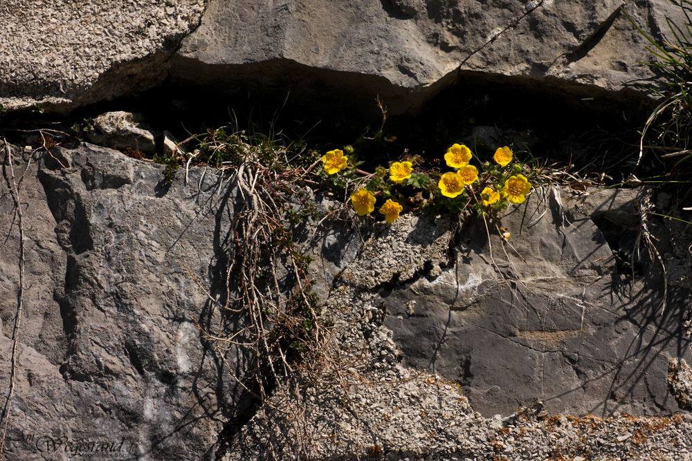 07_potentilla_crantzii_schaaf_134.jpg