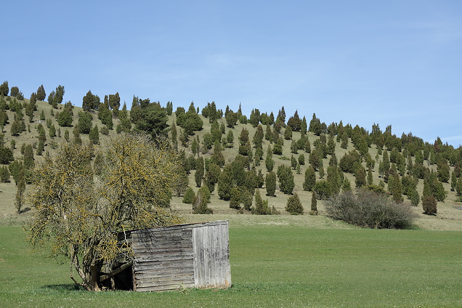 wacholderheide__168.jpg