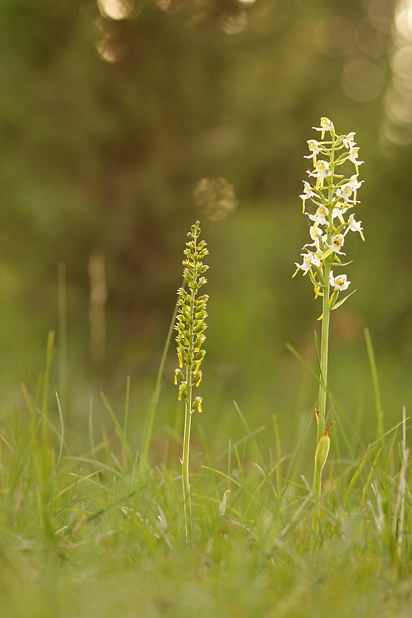 wacholderheide_orchideen_107.jpg