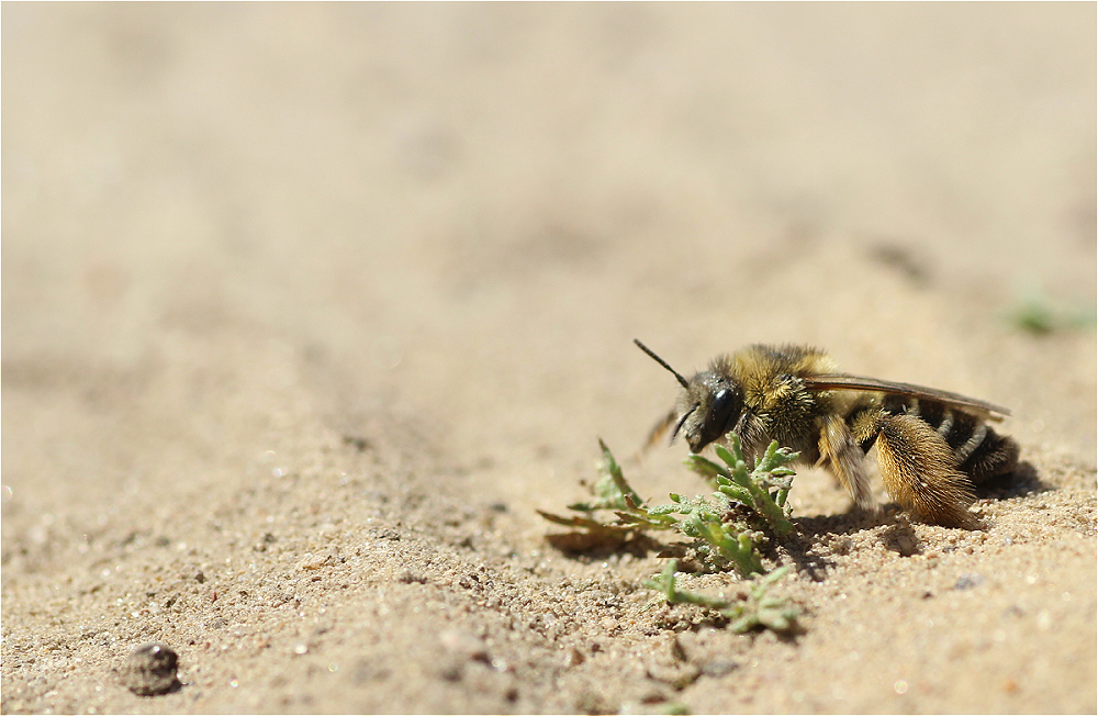 bienenweide04makro.jpg