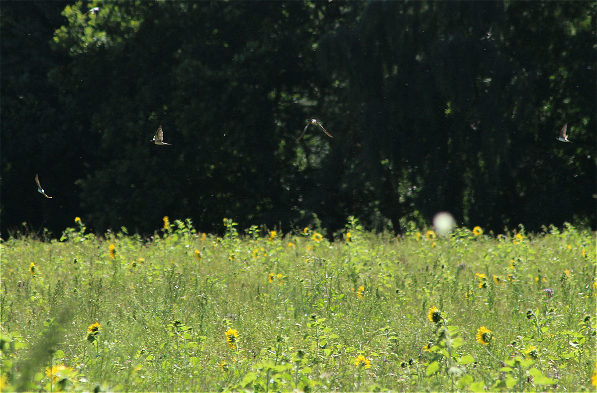 bienenweide03makro.jpg