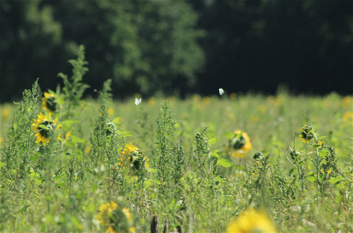 bienenweide02makro.jpg