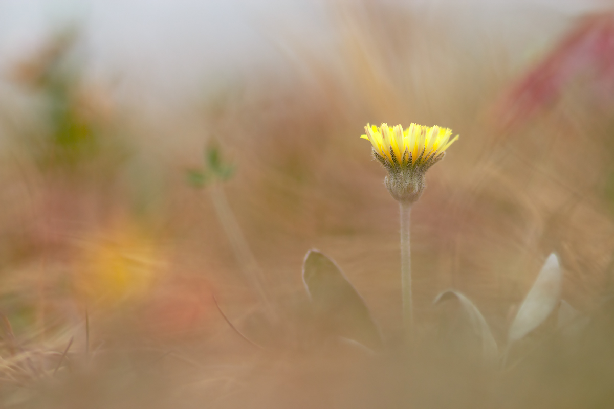 hieracium_pilosella_133.jpg