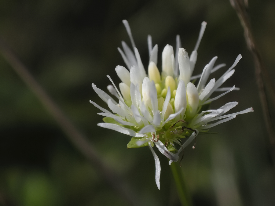 jasione_montana_weiss_494.jpg