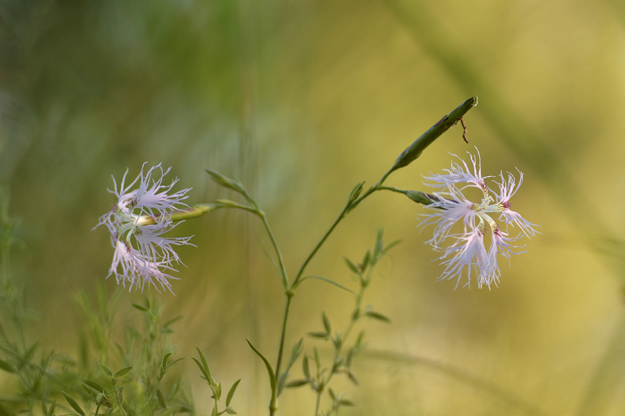 dianthus_superbus_182.jpg