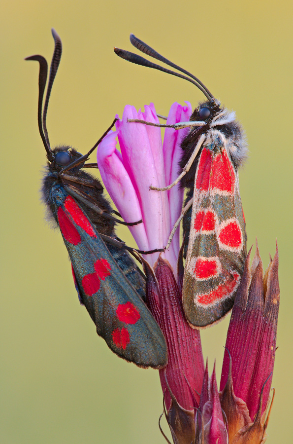 sechsfleck_widderchen_zygaena_filipendulae_und_esparsetten_widderchen_zygaena_carniolica_02_177.jpg