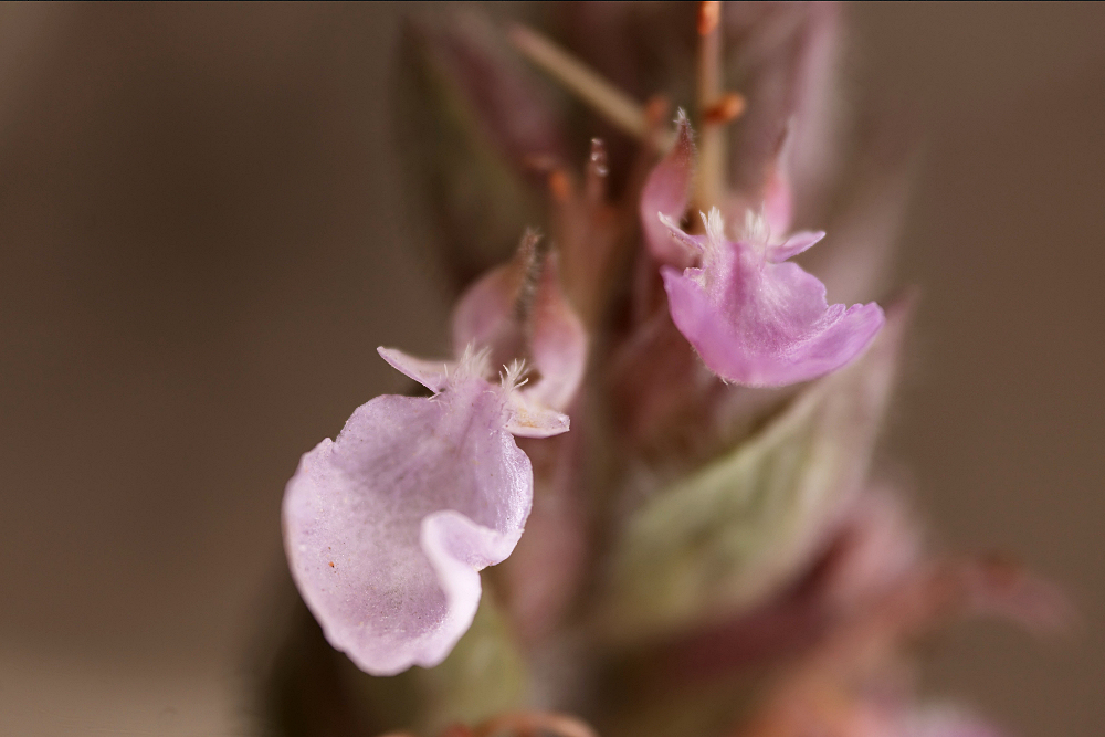 Edel_Gamander_EinzelblÃ¼te.jpg