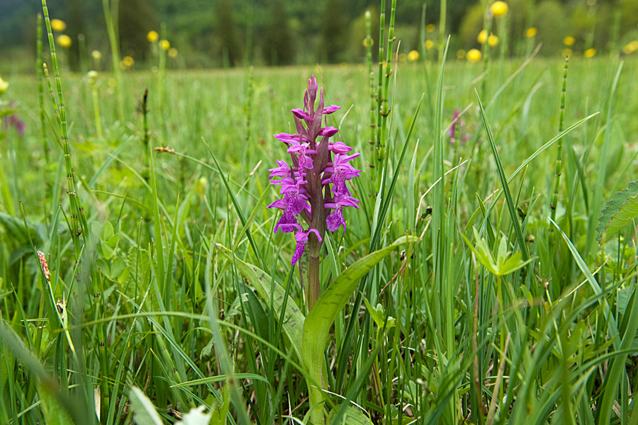 dactylorhiza_incarnata_dsc2538_324.jpg