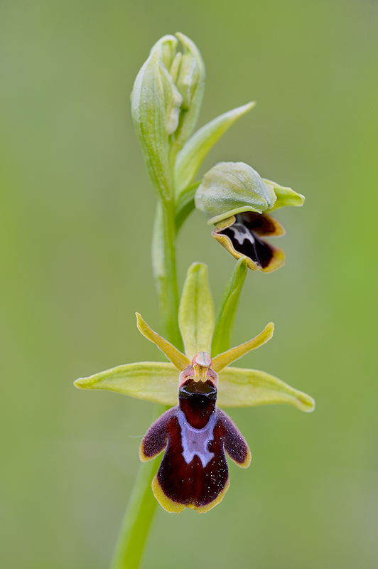 insectifera_araneola_389.jpg