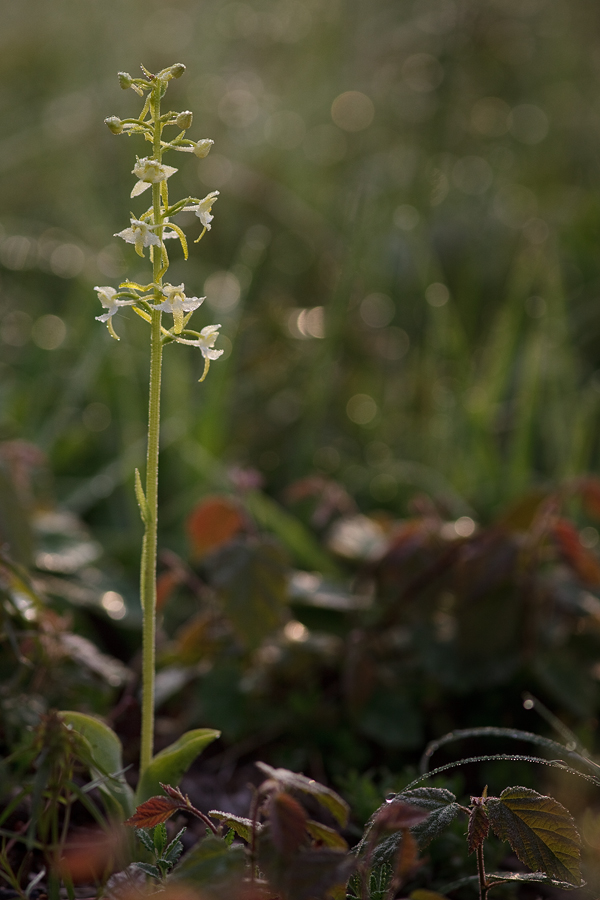 platanthera_chlorantha_1_184.jpg