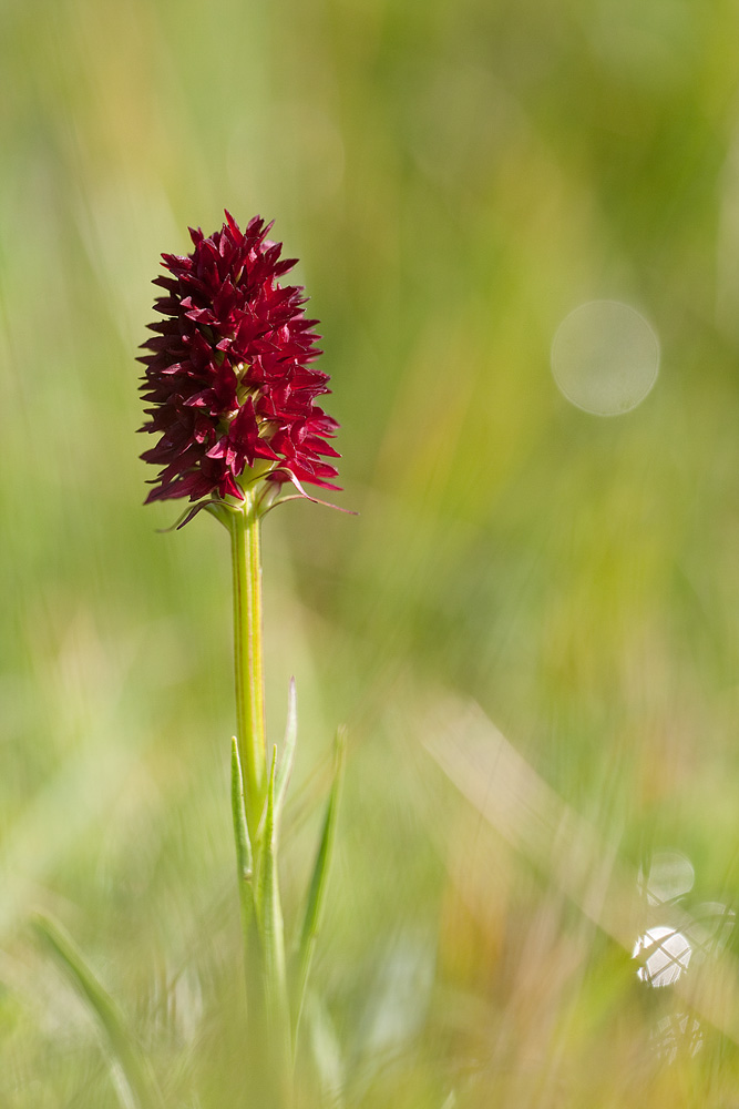 _mg_7411nigritella_nigra_168.jpg