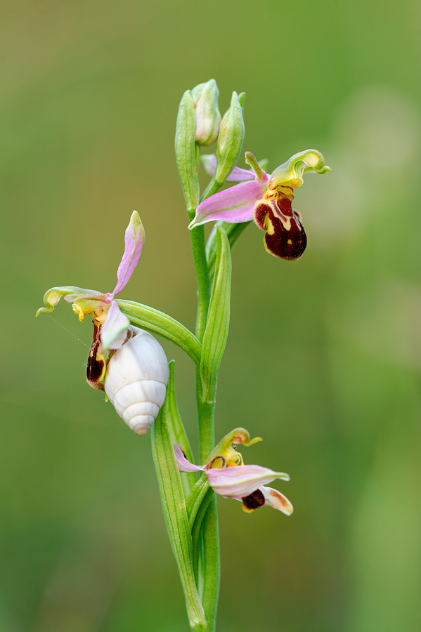 ophrys_apifera_110.jpg