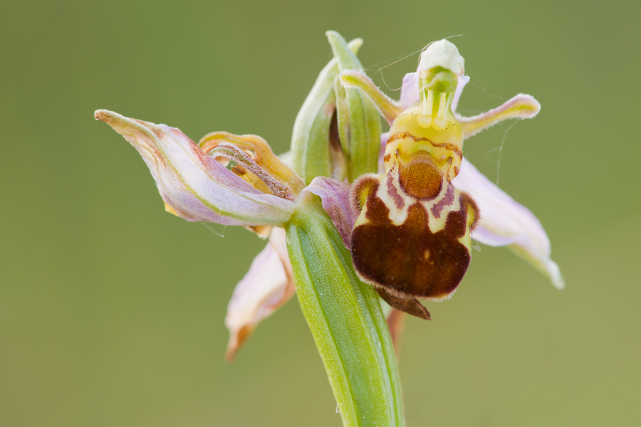 ophrys_apifera_iv_125.jpg