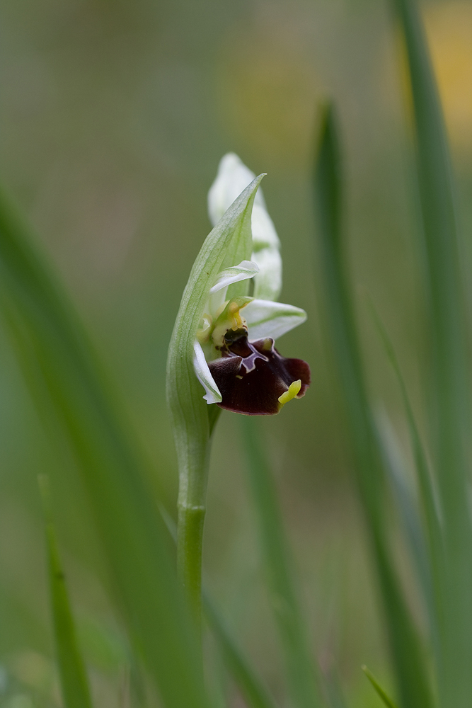 _mg_5314ophrys_holoserica1000_554.jpg