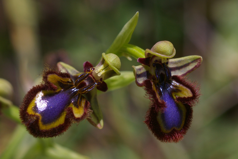 ophrys_speculum__spiegel_ragwurz_188.jpg