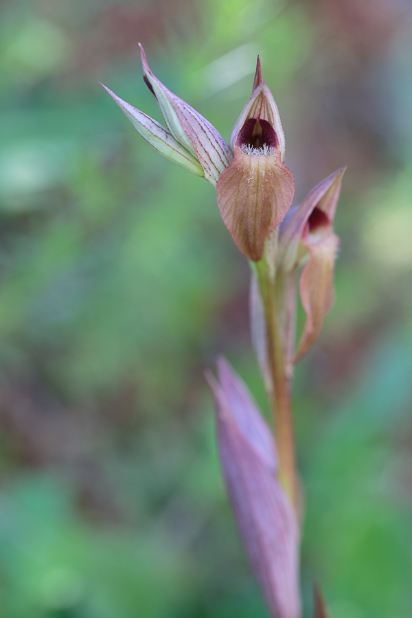 serapias_cf_orientalis_v_siciliensis_20130416_1_489.jpg