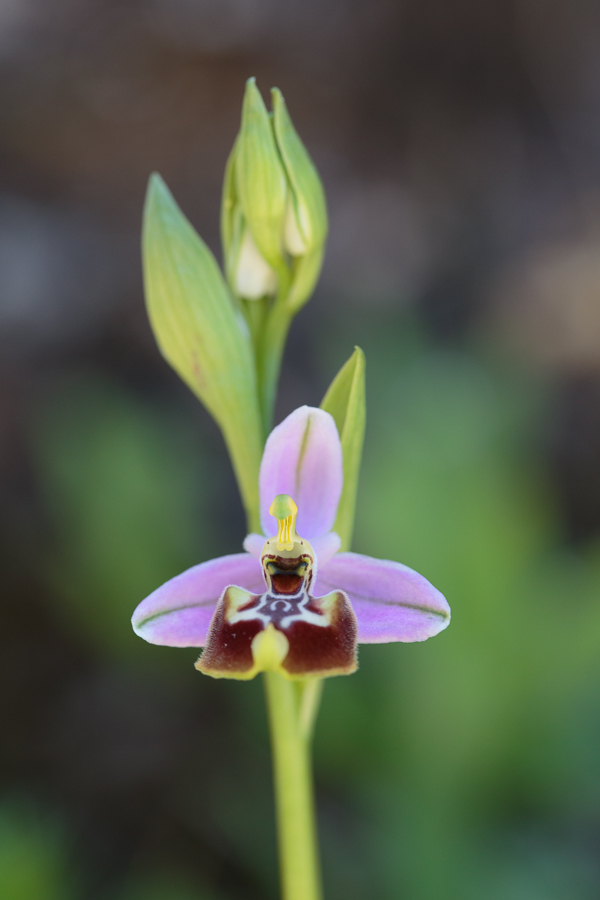 ophrys_calliantha_20130416_1_101.jpg