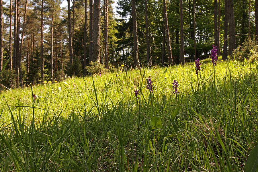 orchideenlichtung_162.jpg