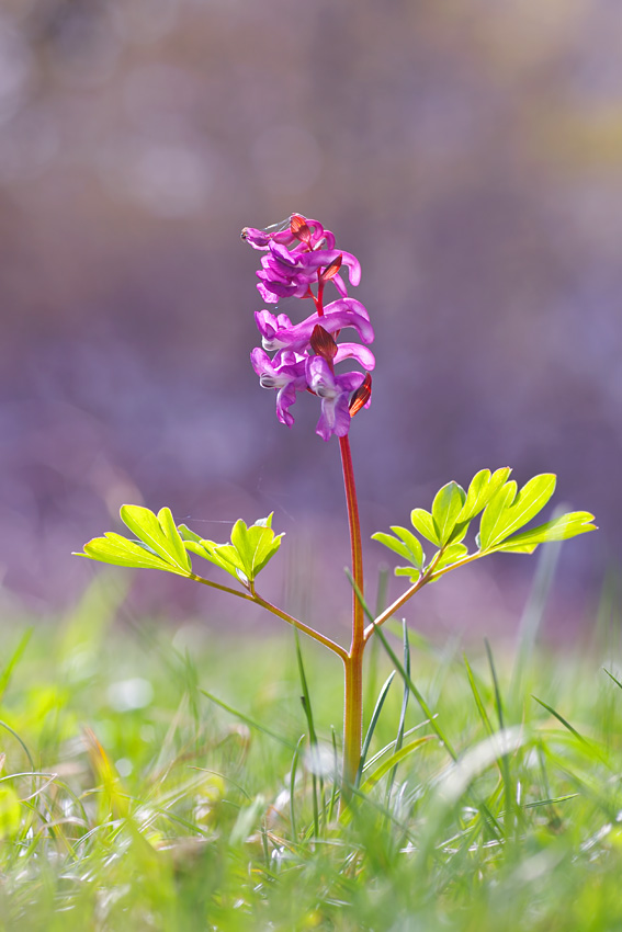 corydalis_1_147.jpg