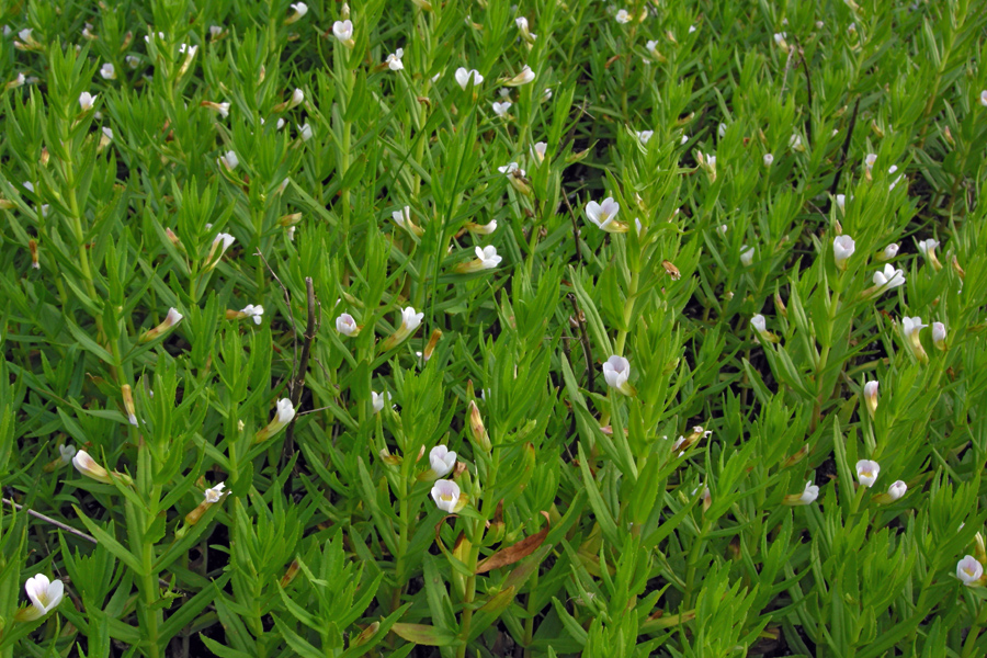 gratiola_officinalis_3_856.jpg