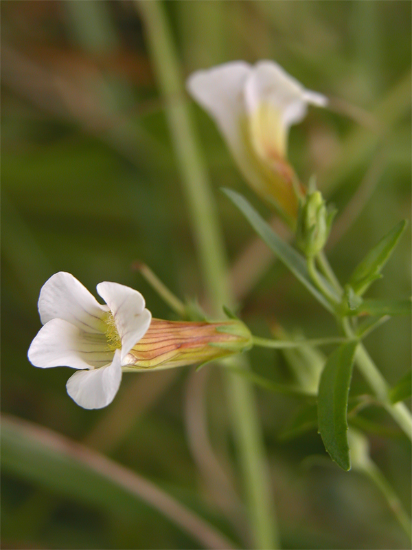 gratiola_officinalis_2_216.jpg