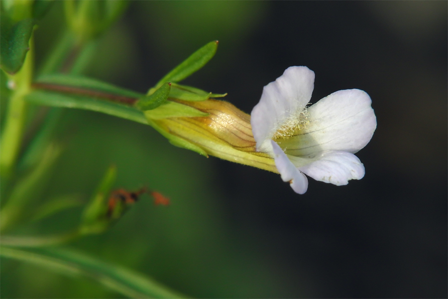 gratiola_officinalis_449.jpg