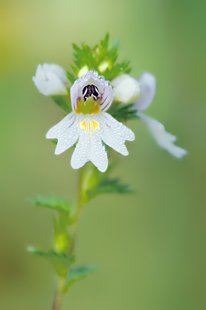 augentrost_euphrasia_rostkoviana_dsc5614_663x998_842.jpg