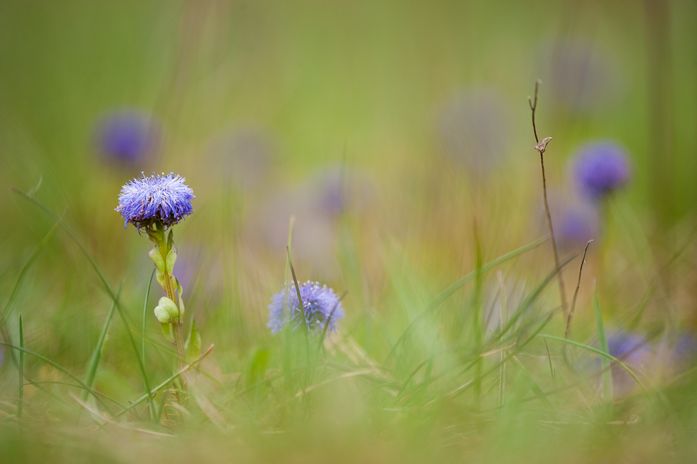 globularia_punctata_719.jpg