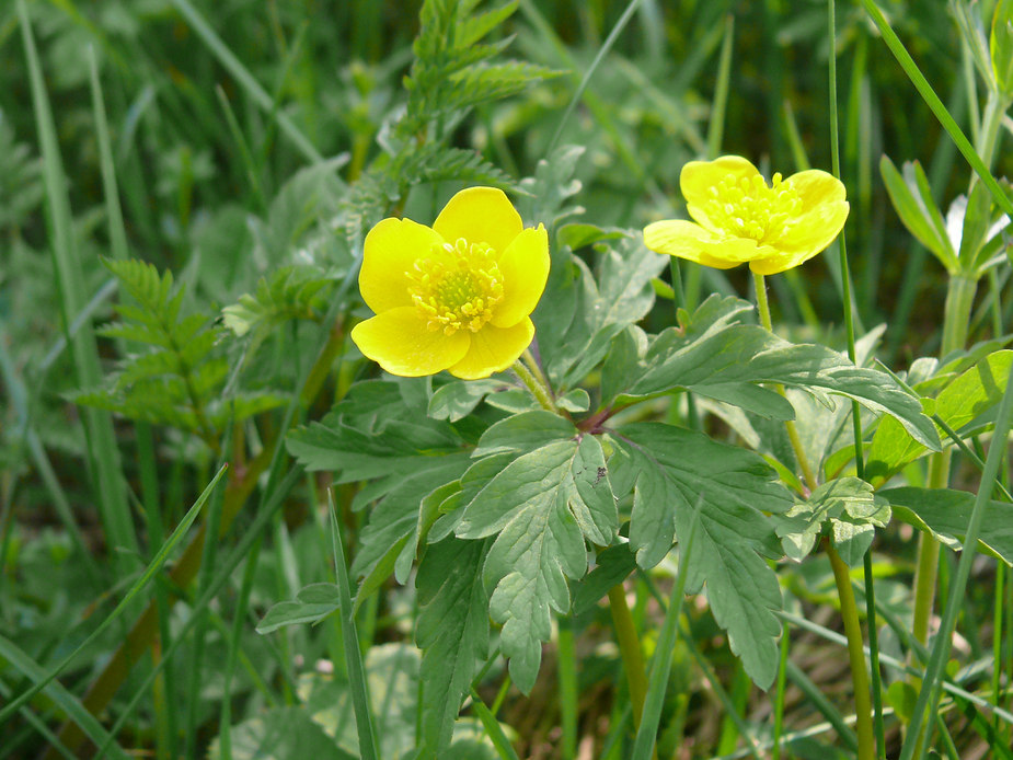anemone_ranunculoides_362.jpg