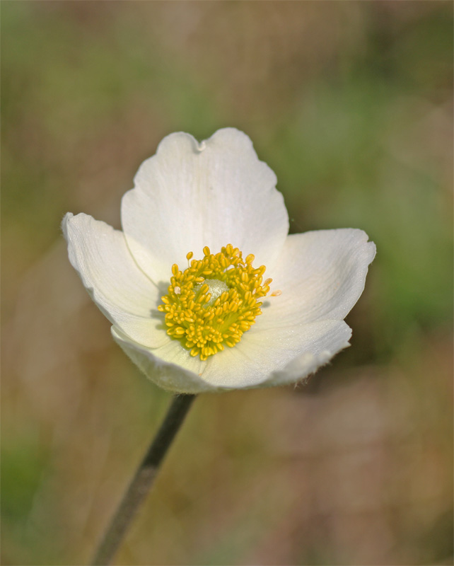 anemonenbluete1_184.jpg