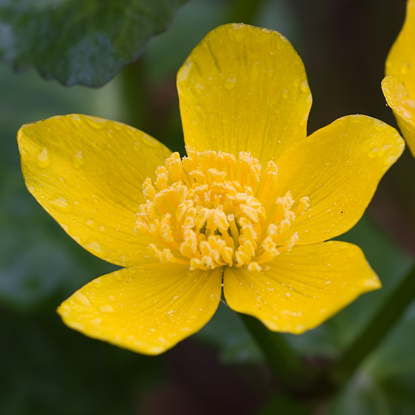 caltha_palustris_sumfdot_0949mf_138.jpg