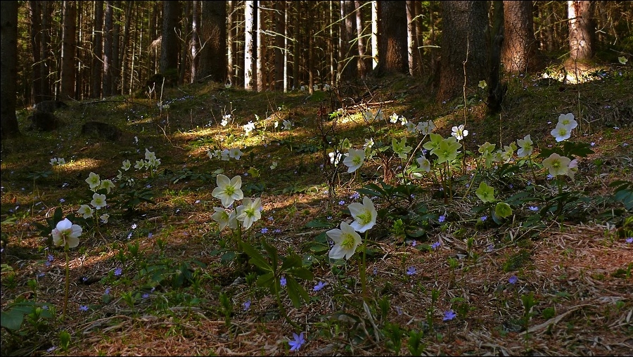 scheerosenwald_877_140.jpg