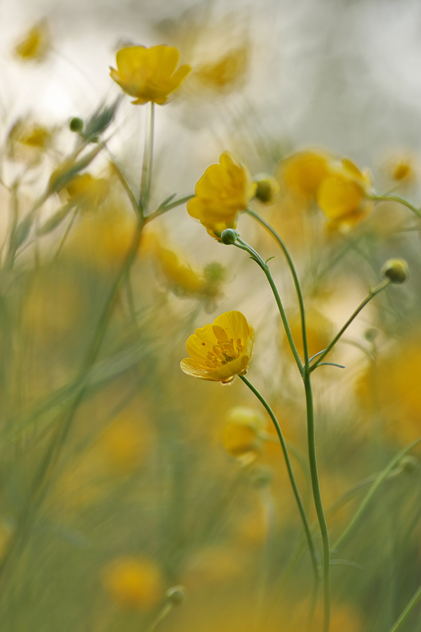 ranunculus_acris_503.jpg