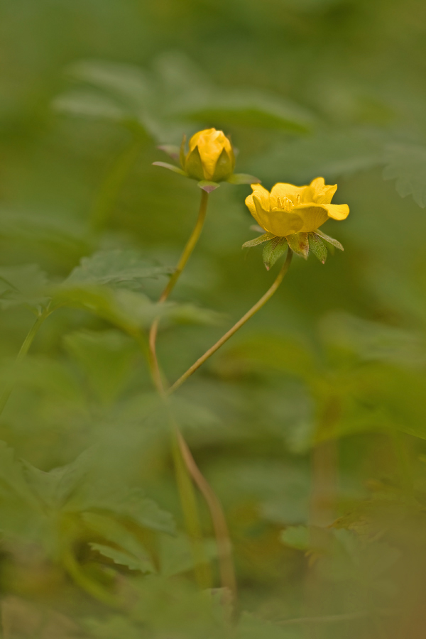 potentilla1neu_171.jpg