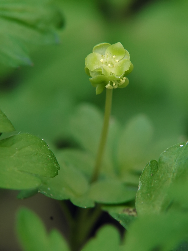 adoxa_moschatellina_03_205.jpg