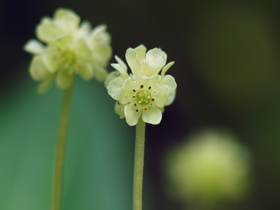 adoxa_moschatellina_01_165.jpg