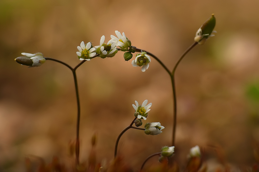 Saxifraga_Tor.jpg