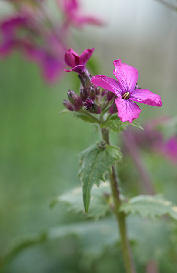 silberblatt_lunaria_annua_146.jpg