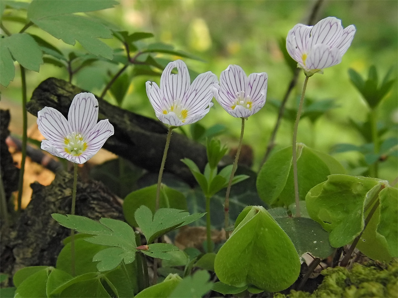 oxalis_acetosella_02_363.jpg