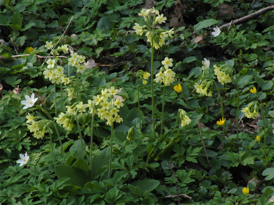 primula_elatior_05_823.jpg