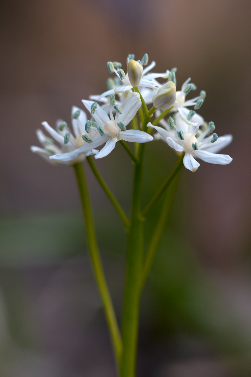 20120322_blaustern_albino_213.jpg