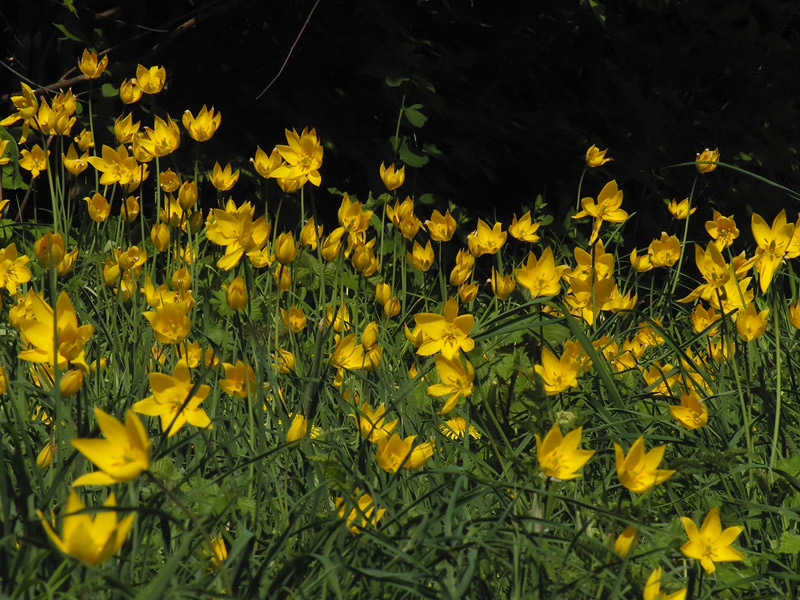 ts_tulipa_sylvestris_04_140.jpg