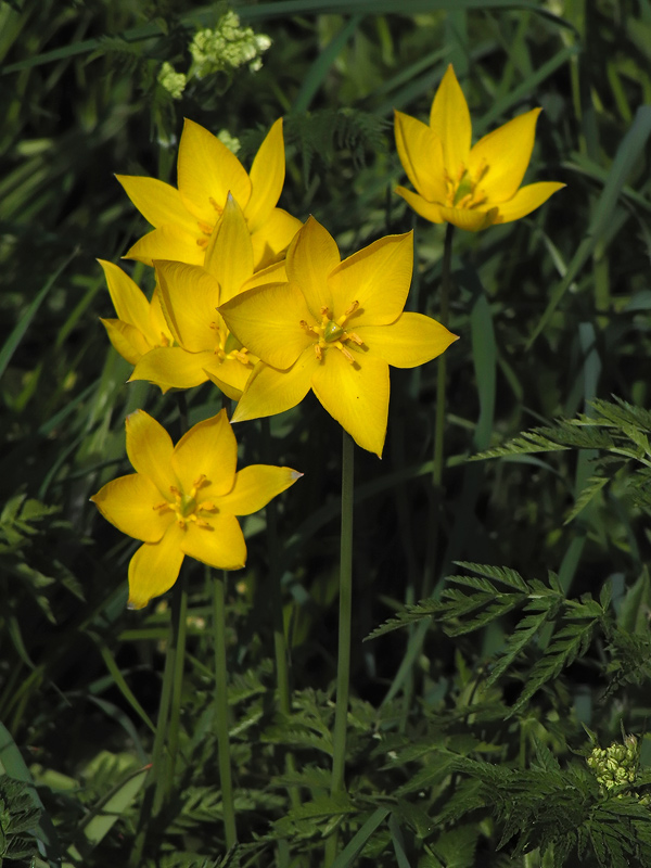 ts_tulipa_sylvestris_02_723.jpg