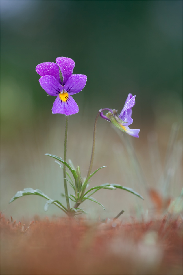 duenenveilchen_viola_tricolor_192.jpg