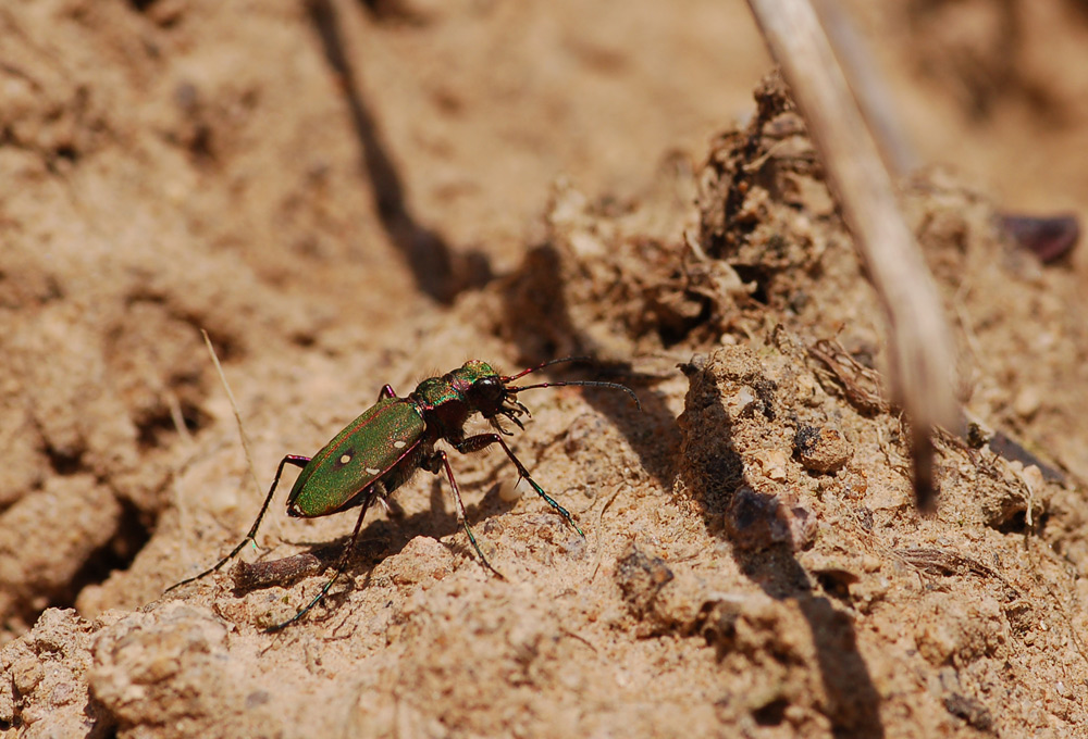 Cicindela-campestris---Feld-SandlaufkÃ¤fer03.jpg