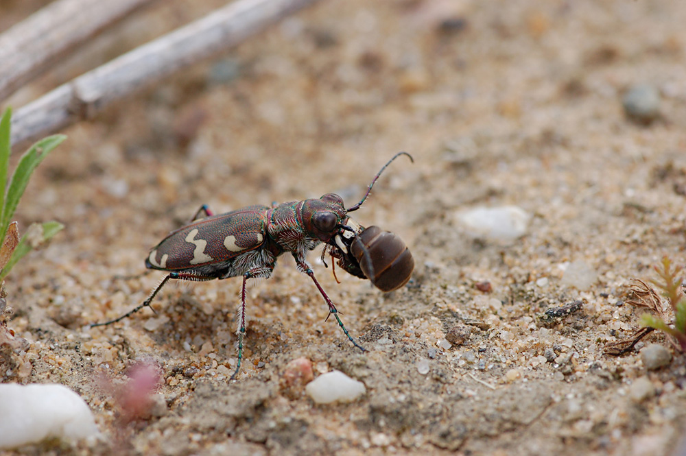 cicindela_hybrida03.jpg