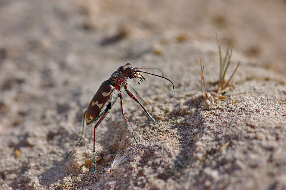 cicindela_hybrida01.jpg